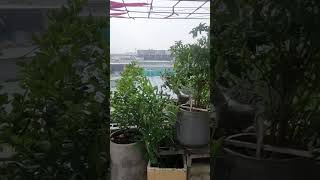 Cỏ cây hoa lá cũng cần có nhau #shortvideo