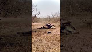 Young hyena tries his best to keep vultures at bay from the giraffe carcass but fails unfortunately