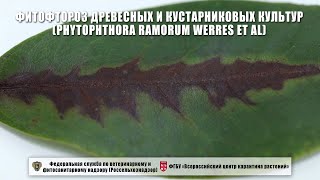 Фитофтороз древесных и кустарниковых культур (Phytophthora ramorum Werres et al)