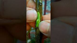 Lemon Grafting - bud grafting #shortvideo #viralvideo #gardening #farming #grafting #shot #shorts