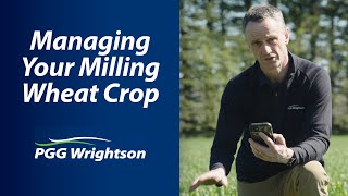 Managing your Milling Wheat Crop | PGG Wrightson Tech Tips