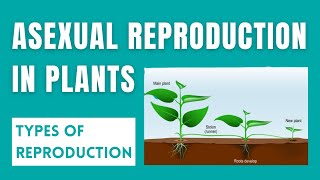 Asexual Reproduction in Plants [with Examples] | Types of Reproduction | ALYSS