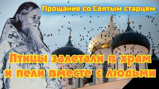 Вопреки всем законам биологии птицы прощались с праведником.