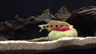 Hemichromis Frempongi pair finally spawned!