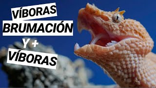 Víboras, Brumación y + Víboras 😂🐍☣