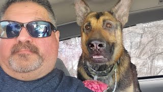 German Shepherd Dog Soon Realizes She is at the Vet 🤣 Funny Dog's Reaction