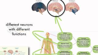 Anatomy & Physiology: Structures of the Nervous System