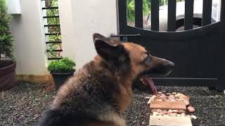 German shepherd kerala