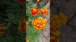 African marigold