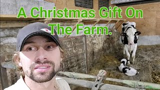 Milking The Cows On Christmas Day! (episode #15)