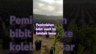 #pemindahan bibit @sawit