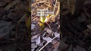 Symplocarpus foetidus- the skunk cabbage