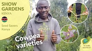 Cowpea varieties (June 2023) - Seed Savers Kenya KE #4 | Global Bean Show gardens