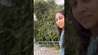 Kothe ka tree gir gaya #kotha #picking #viralshort #viralvideos #shorts #short #indian #funny