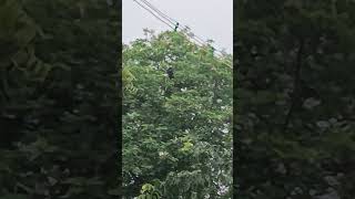 Crow Taking Bath In Rain #birds #cleanliness #crow #rain #bath #nature #wonderful #shorts