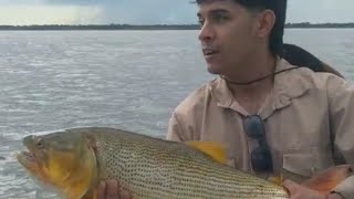 DORADOS EN PASO DE LA PATRIA- CORRIENTES.- Tiempo Libre