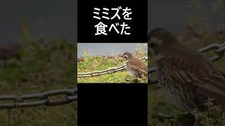 ツグミ 。 動画はコメント欄かどうぞ