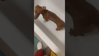 BATH TIME #music #puppy #puppylife #dachshund