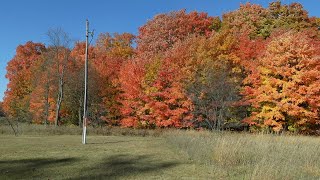 MICHIGAN FALL COLORS! We're back AT IT again! #property #michigan #fallcolors #searching for colors!