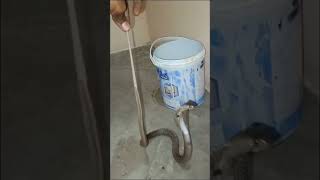 Spectacle cobra (नॉग साँप)#sagar_sahu_0 #korbachhattisgarh #cobra #snakerescuevideo #trending #new