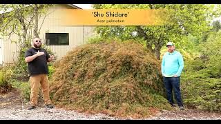 The Original Acer palmatum 'Shu shidare' Weeping Japanese Maple