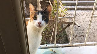 Eine nach der anderen kommen Straßenkatzen an mein Fenster und warten auf Futter