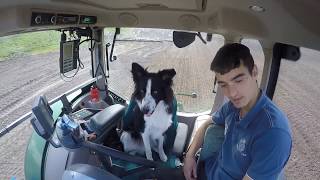 A collie driving a tractor?