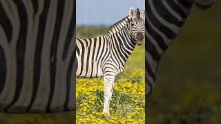 Shocking zebra facts you never heard