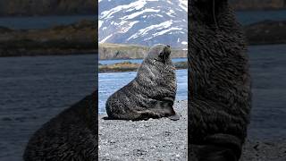 Tired Fur Seal  🦭 Falls Asleep On Duty while Guarding His Territoy #shorts #cuteanimals