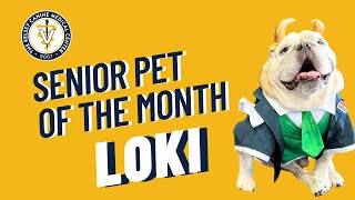 December 2023 Senior Pet of the Month: Loki