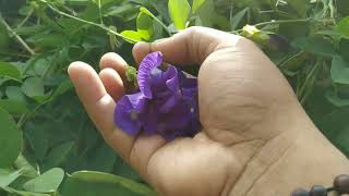 Cara membuat blue butterfly pea tea lemonade