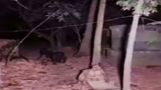 Juvenile Bigfoot Trail Cam Footage and Vocalizations December 2023 ENHANCED Bigfoot, Sasquatch