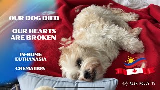 Farewell Buddy 🐶We Love You! Saying Goodbye: Preparing for our Dog's Last Moments