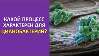 5. Какой процесс характерен для цианобактерий?