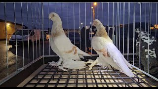 RADOM Gołębie pigeons targ Andrzej W. 2.11.2024 cz.1/3💥Gołębie jasne i wyszwance Andrzeja Radom💥