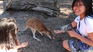 Feeding Kangoroos @ Caversham Wild Life Park ~ March 15, 2020