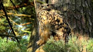 Eagle Owl: Uhu-Weibchen in der Abendsonne kurz nach den Regenschauern am 06. August 2012 beobachtet.