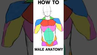 How to draw a Male Anatomy  #art #mangaart #漫画 #drawing #マンガ #mangadrawing #イラスト #ibispaintx