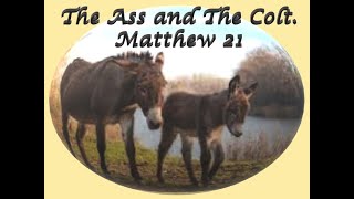 The Ass and The Colt  Matthew 21