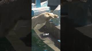 Descubre 7 Curiosidades Asombrosas de los Osos Polares 🐻‍❄️❄️