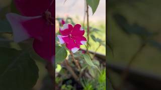 Mixed colourd impatiens walleriana flowers || Home Gardening | #flowers #gardening #youtubeshorts