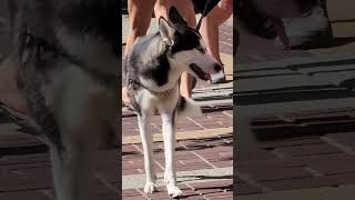 Husky noticed something