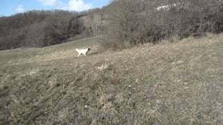 Setter inglese Macchina in addestramento su pernici rosse