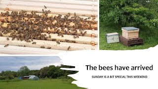 The bees have arrived (Sunday is a bit special this weekend)