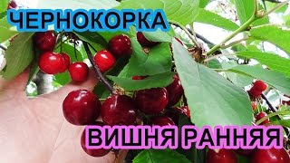 ЧЕРНОКОРКА- РАННЯЯ ВИШНЯ, АЗЫ УХОДА