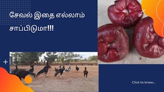 SEVAL - Seval eating Water Apples 🍎🍏🍎Rooster // Kattu Seval Sandai // Sandai Seval // Kozhi Valarppu