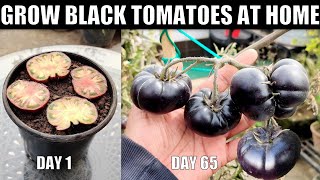 Grow Black Tomatoes For Free | SEED TO HARVEST