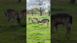 📍Richmond Park London #richmondpark #travel #london