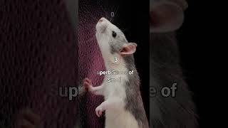 PLEASE SUBSCRIBE 😀 10 STRANGE FACTS ABOUT RAT