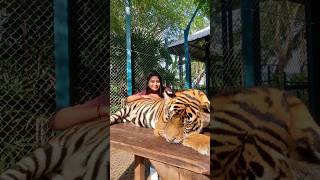 Exploring Pattaya's Tiger Park | Played with real Tiger Tamil Travel Vlog #travelvlog #travelshorts